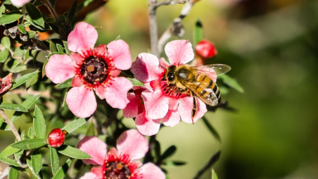 The Origin of Mānuka Honey: From Ancient Legends to Modern Marvel